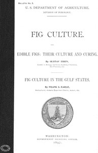 Fig Culture