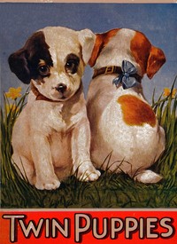 Cover of My twin puppies