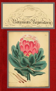 Cover of The botanist's repository for new and rare plants; vol. 01 & 02 [of 10]