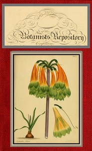 Cover of The botanist's repository for new and rare plants; vol. 03 & 04 [of 10]