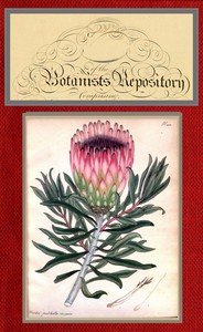 Cover of The botanist's repository for new and rare plants; vol. 07 [of 10]
